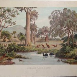 Ten Have serie 3, nr. 6 Australische planten en dieren