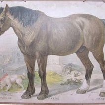 Friedrich Specht - Paard