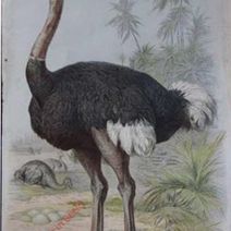 Friedrich Specht - Struisvogel