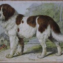 Friedrich Specht - Hond